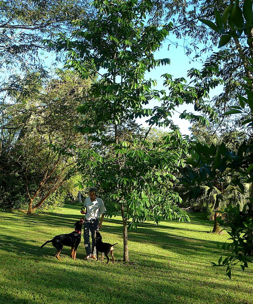 Guanabana - Graviola-Baum