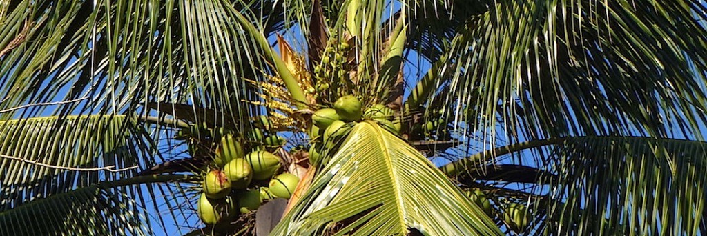 grüne Kokosnuss