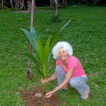 Kokospalme pflanzen
